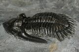 Mrakibina Trilobite - Mrakib, Morocco #352628-2